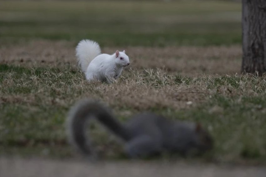 ketri i rralle albino terheq vemendjen ne national mall te shba se 6969275393cd1