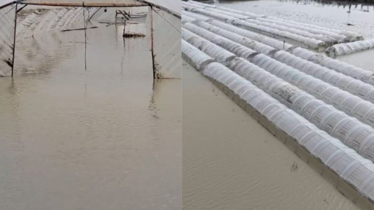 Përmbytjet në Fier dëmtojnë fermerët, niveli i ujit në sera arrin në 2 m/ Kultivuesit apelojnë për ndihmë: Po shkojmë drejt falimentit 1 permbytjet ne fier demtojne fermeret niveli i ujit ne sera arrin ne 2 m kultivuesit apelojne per ndihme po shkojme drejt falimentit 696121c3aaf2c