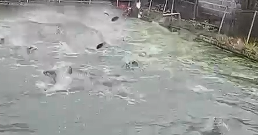 permbytjet ne novosele peshqit vizitojne zonat e banuara 6962e2b96f041