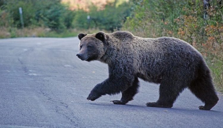 problemet me kafshet e egra kryesisht arinjte jane problem i madh me te cilin perballen banoret e mavrove rostushes 696032773f7c6