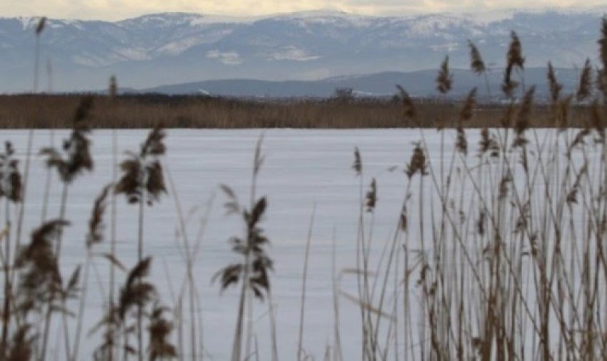 Dita Ndërkombëtare e Ligatinave 1 dita nderkombetare e ligatinave 69804fef66a34