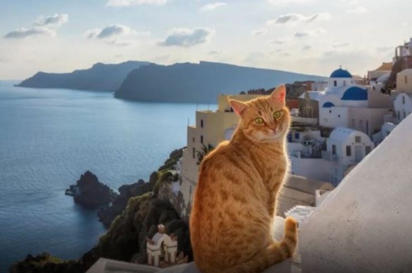 ishulli grek ofron akomodim falas ne kembim te kujdesit ndaj maceve endacake 69847bce28773