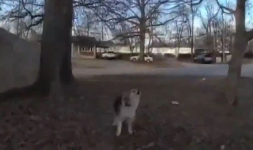 qeni ndihmon oficeret e policise per te gjetur djalin e zhdukur ne shba 698d0d8f7f184