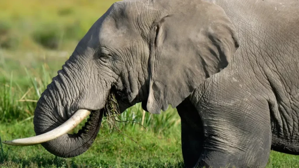 tragjedi ne indi 18 elefante sulmojne nje shtepi 4 anetare te nje familje nderrojne jete mes tyre edhe nje foshnje tre muajshe 6990ca0143554