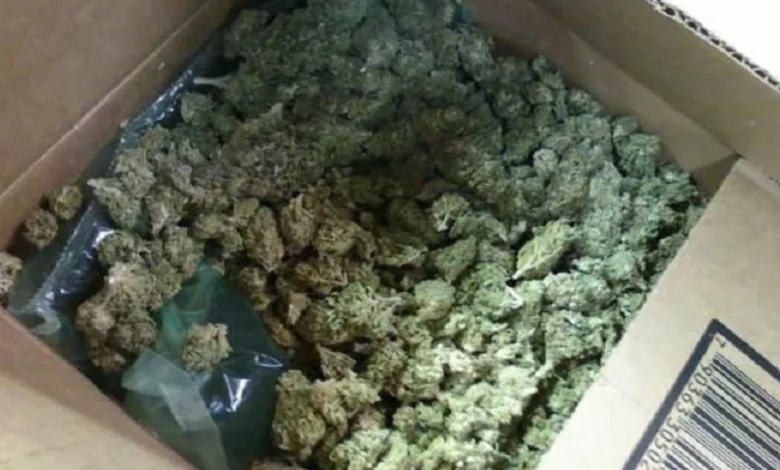 msh disa kompani per kultivimin e kanabisit do te humbasin licencat e punes 69adbc756f425