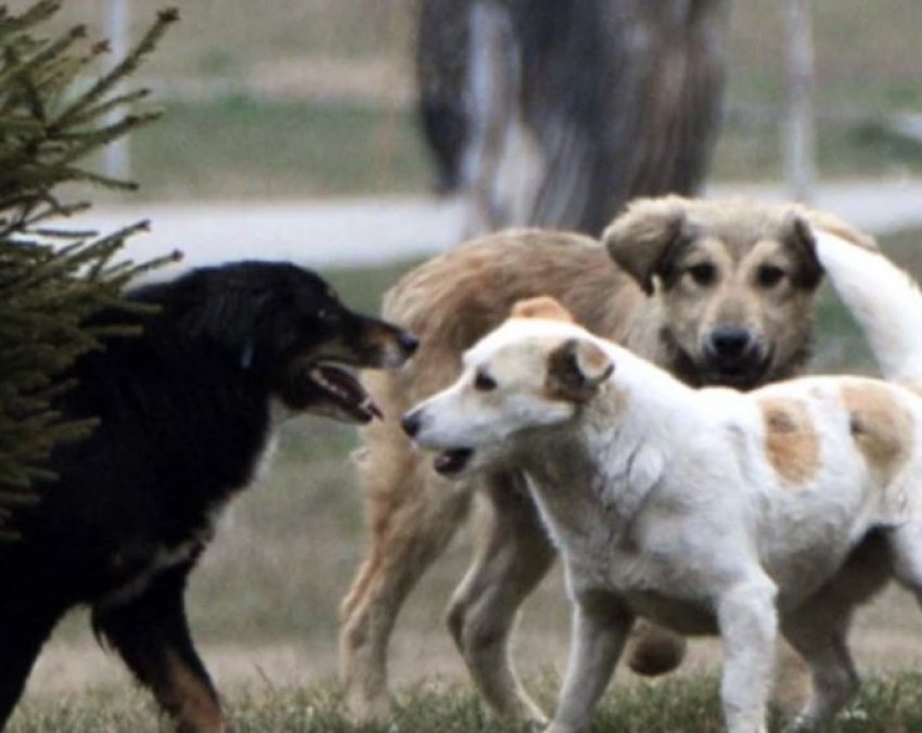 sulmohet nga qente endacak nje 6 vjecar ne strimnice 69c5b47d62a99