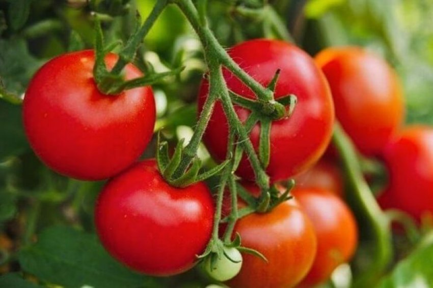 ari i kuq domatja importohet 60 leke shitet deri ne 600 leke shkak prodhimi i pakte vendas 69da8621ef8e3