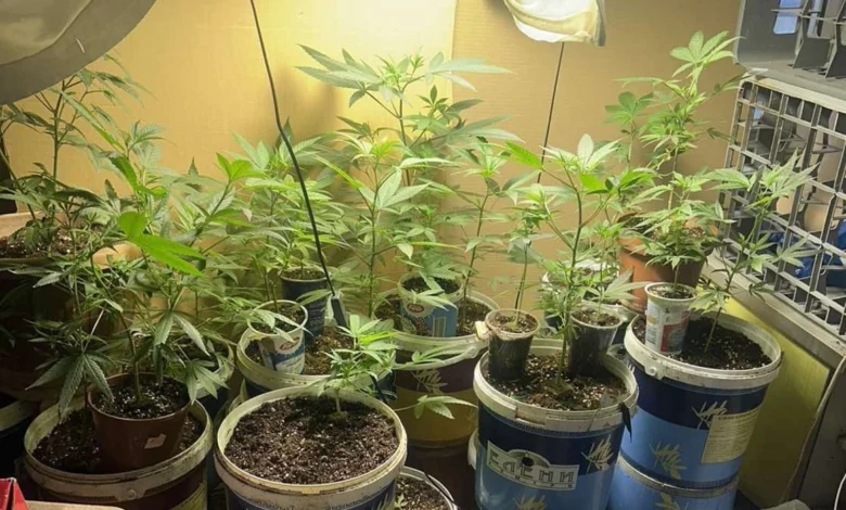 bastisje ne shkup gjenden droge dhe kultivime kanabisi ndalohet nje person 69e74c62f17e9