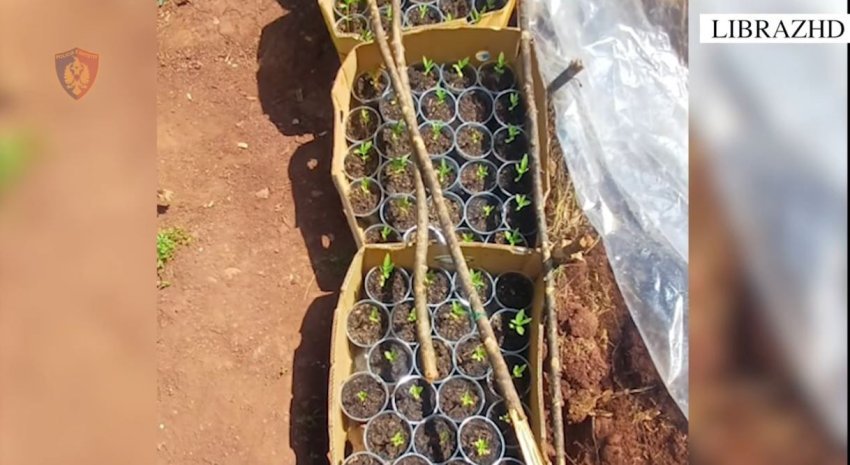 hapen parcela ne pyll dhe mbollen hashash arrestohen 2 persona ja cfare u sekuestrua gjate aksionit 69e5f31e61121