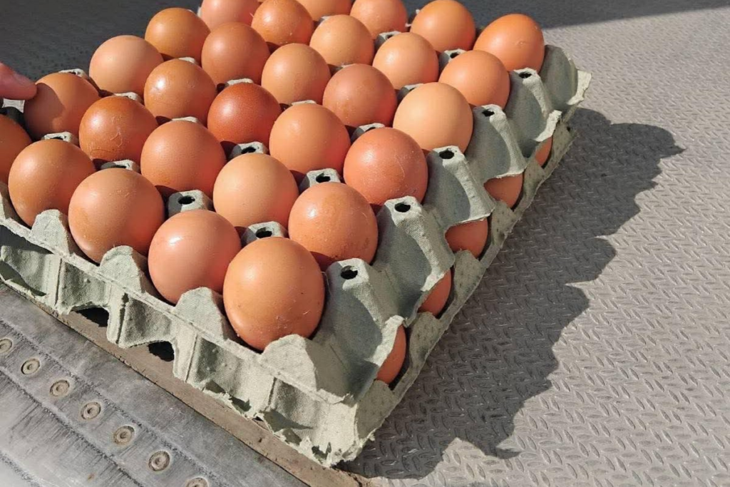 maqedonia shenon rritjen e dyte me te larte te cmimit te vezeve ne evrope perpara pashkeve 69dac76ca68bc