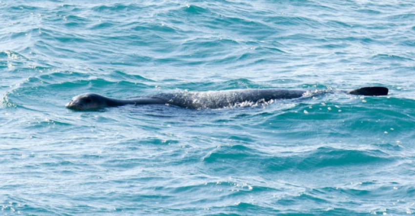 nje specie ne zhdukje eshte pare dje duke notuar ne budva 69df92f5772f8