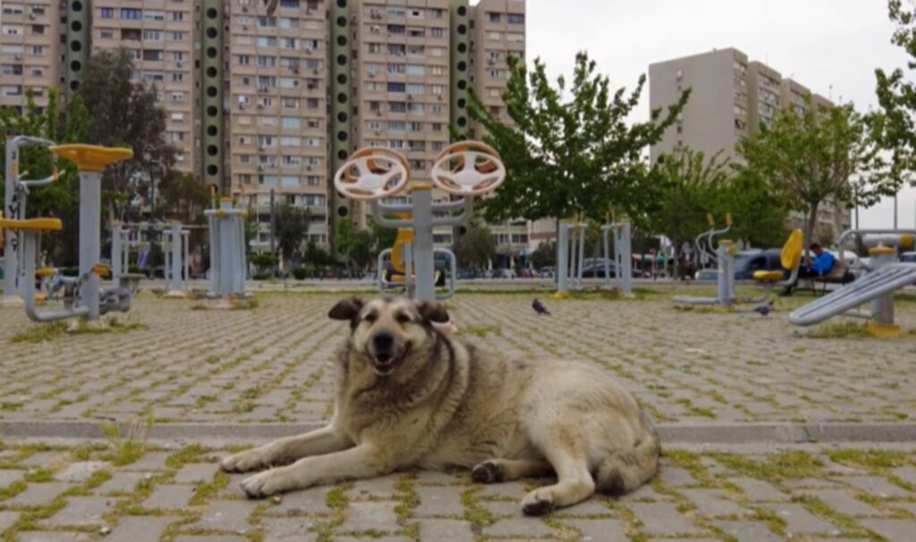 Qyteti i Shkupit pagoi 750 mijë euro për sulmet nga qentë endacakë 2 qyteti i shkupit pagoi 750 mije euro per sulmet nga qente endacake 69dd16153342e