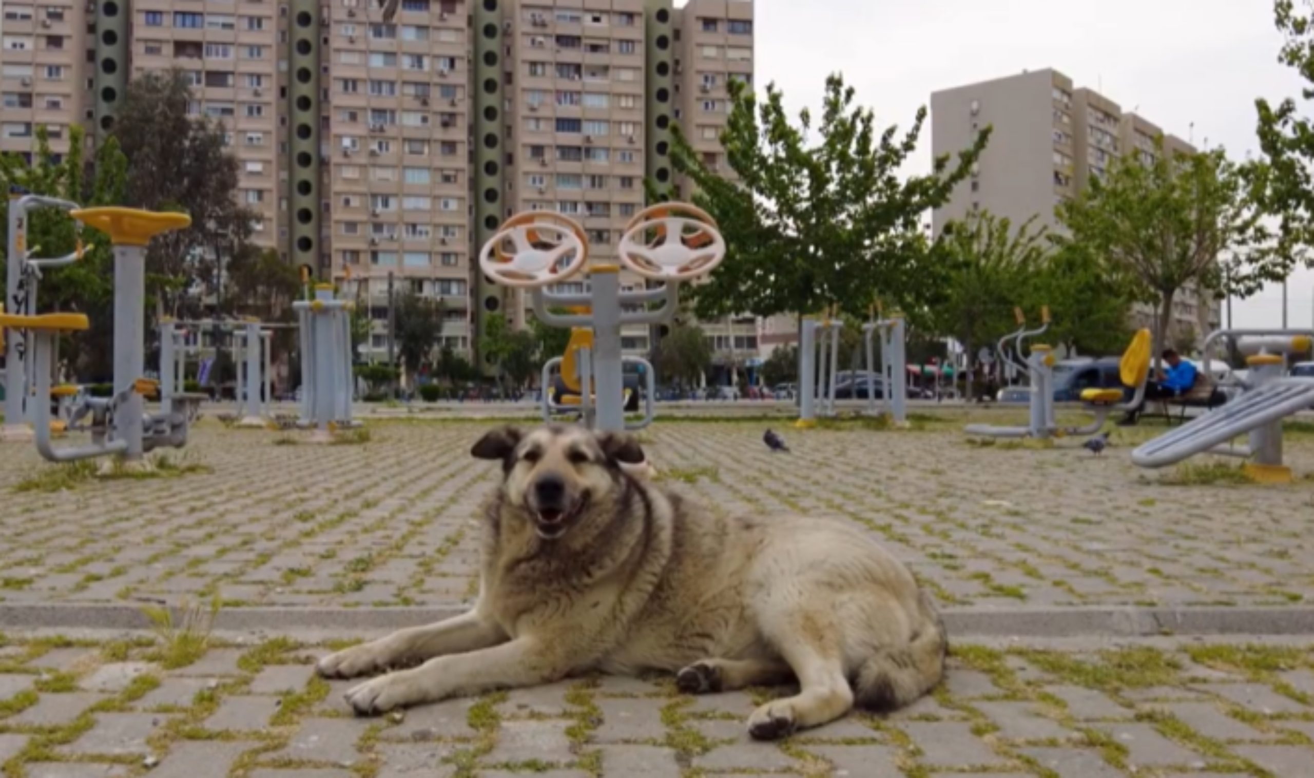 Qyteti i Shkupit pagoi 750 mijë euro për sulmet nga qentë endacakë 1 qyteti i shkupit pagoi 750 mije euro per sulmet nga qente endacake 69dd16153342e