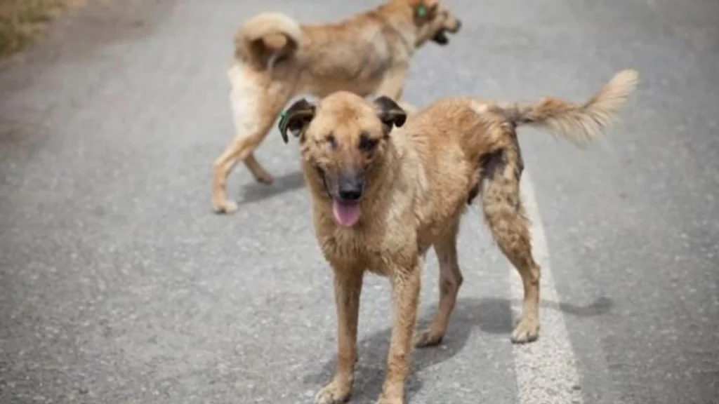 Sulmet nga qentë endacakë në Shkup po shtohen, qytetarët ankohen për pasiguri në qytet 3 sulmet nga qente endacake ne shkup po shtohen qytetaret ankohen per pasiguri ne qytet 69da8f2e9712f