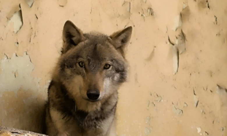 e konfirmon kopshti zoologjik ne shkup kafsha e kapur ne kozle eshte ujk dhe jo qen eshte ne gjendje jo te mire 6a04bde1a48ce