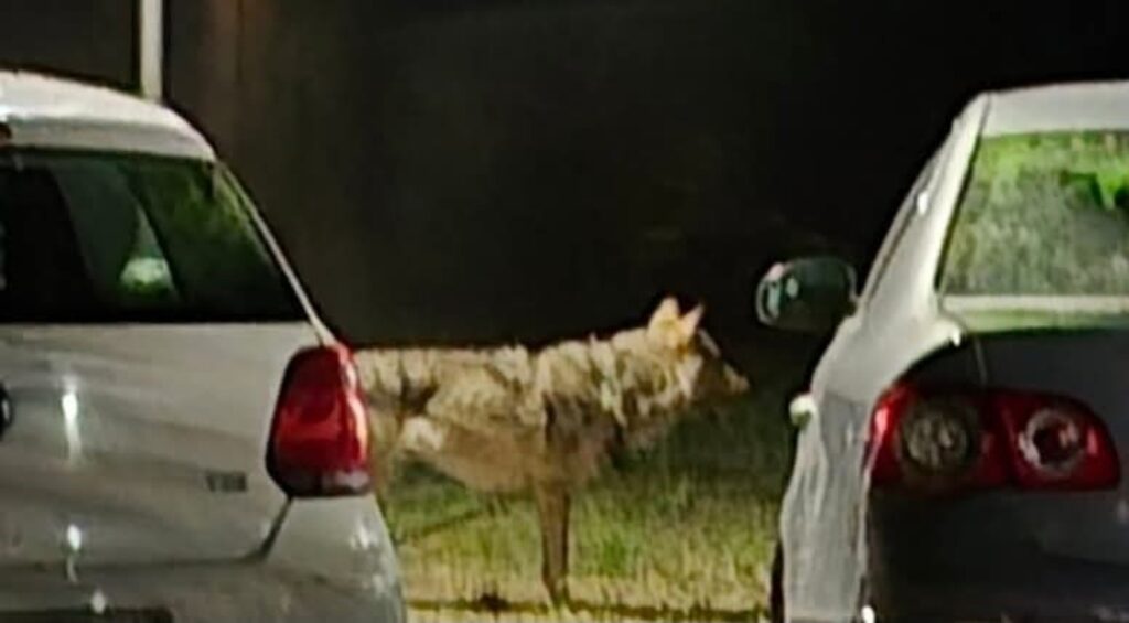 Ngjarje e pazakontë në Shkup: Policia kap ujkun në mes të qytetit dhe e lidhin për një shtylle, pritet ekipi i Kopshtit Zoologjik 3 ngjarje e pazakonte ne shkup policia kap ujkun ne mes te qytetit dhe e lidhin per nje shtylle pritet ekipi i kopshtit zoologjik 6a03a5ec9f9b0