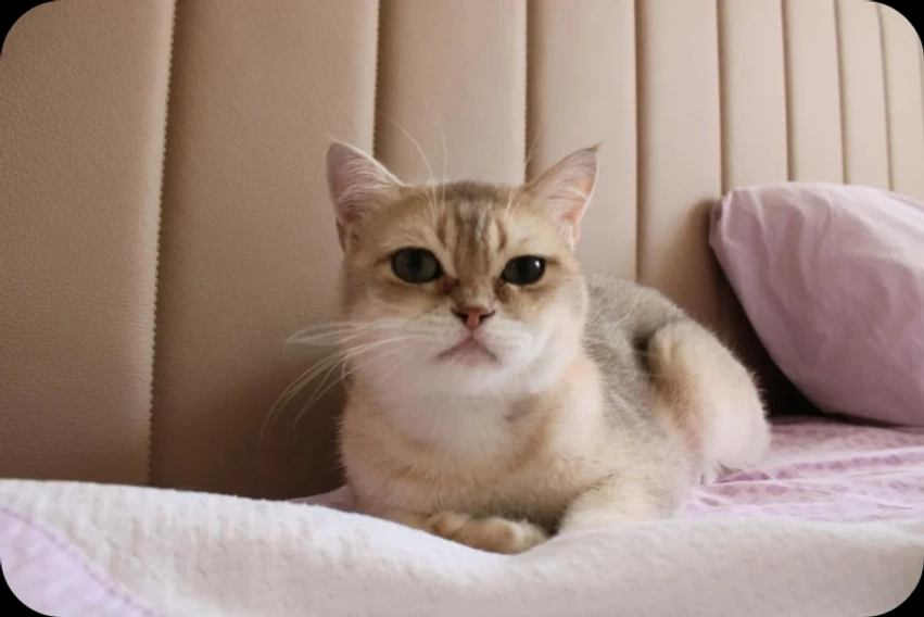 Burmilla, macja me gëzof të argjendtë që edhe qentë e duan 1 burmilla macja me gezof te argjendte qe edhe qente e duan 6a652f56dd8ff