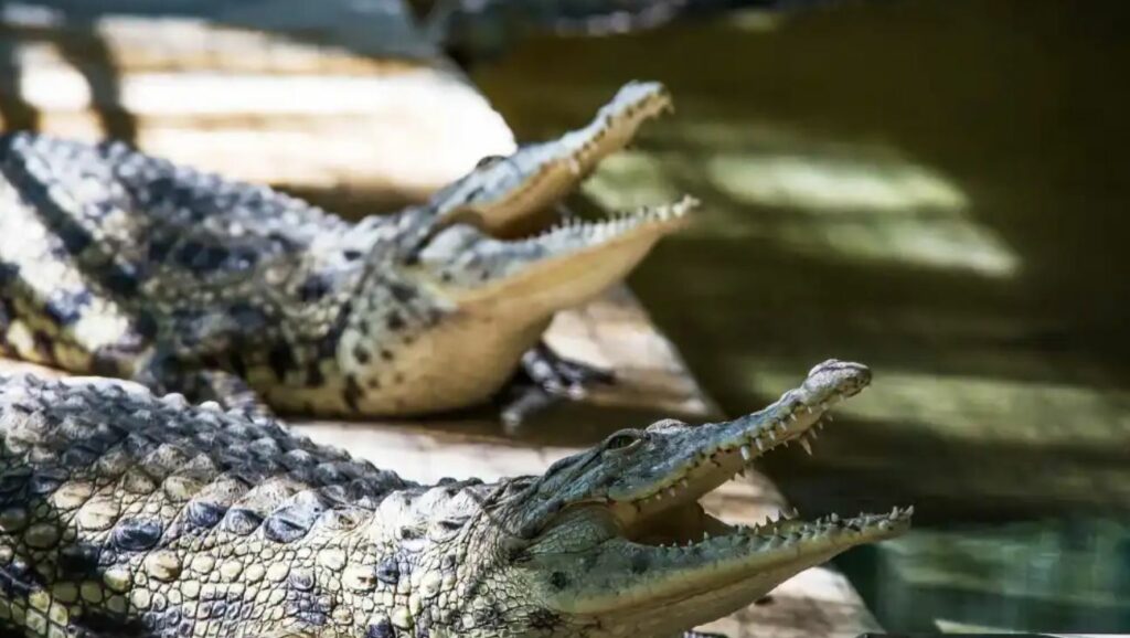 Izraeli planifikon të përdorë krokodilë për të ruajtur të burgosurit palestinezë 3 izraeli planifikon te perdore krokodile per te ruajtur te burgosurit palestineze 6a5b9be728d7e