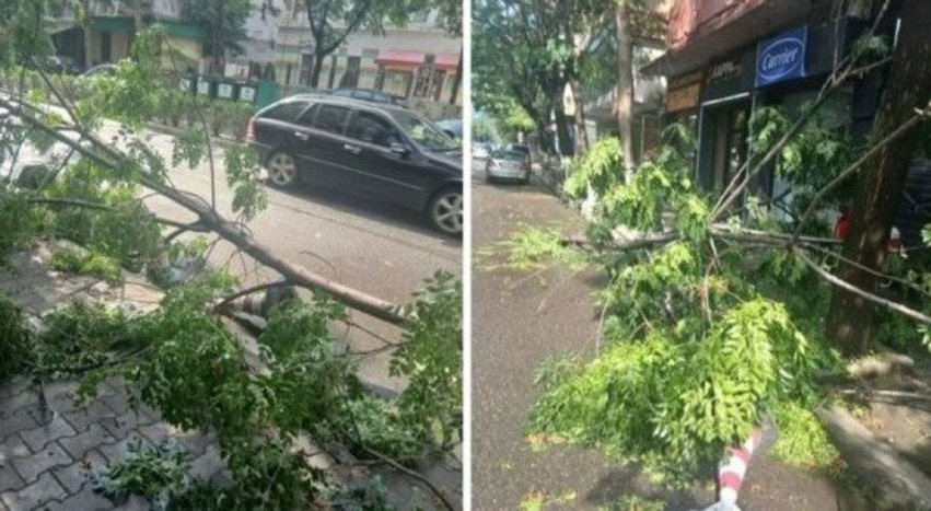 ne elbasan stuhi me ere e shi thyhen peme e demtohen shtylla tensioni 6a47f694df44e