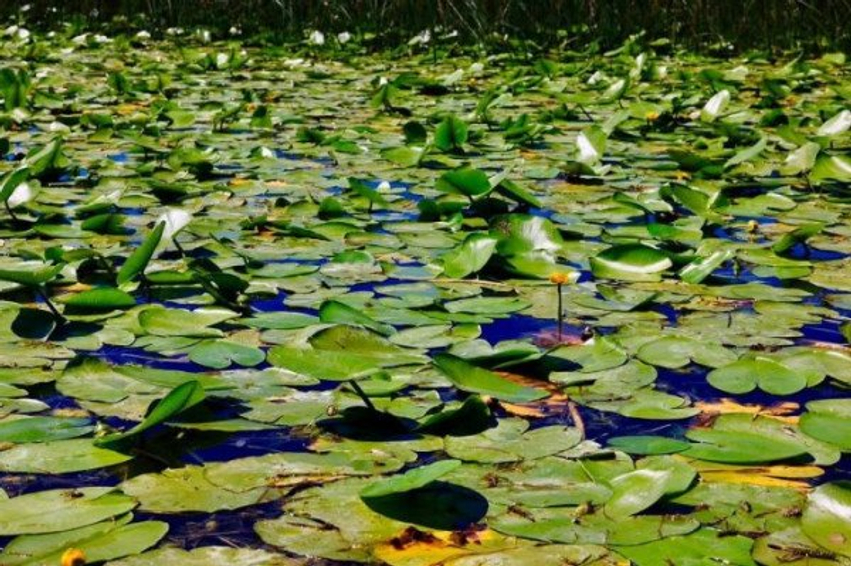 Rama: Liqeni i Shkodrës pjesë e UNESCO-s, thesar natyror me biodiversitet të jashtëzakonshëm 3 rama liqeni i shkodres pjese e unesco s thesar natyror me biodiversitet te jashtezakonshem 6a5bbd10326d7