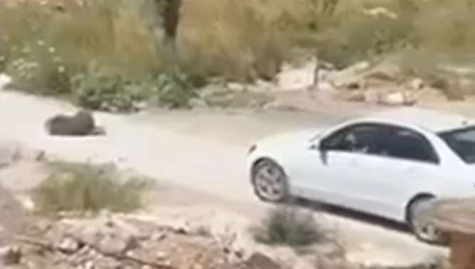 vajza e gruas te arrestuar ne ulqin qeni i sharrit na sulmoi dhe mbyti qenin tone 6a6534ed5dd0c
