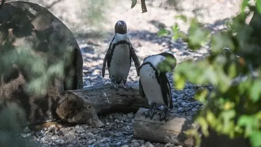 australia vaksinon mijera pinguine te vegjel kunder gripit te shpendeve 6a88907222e5c