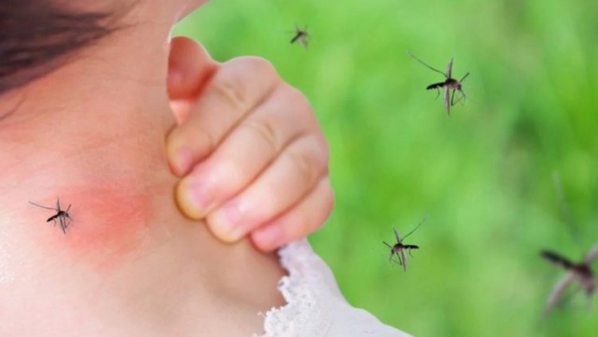 Vijon përhapja e virusit të Nilit Perëndimor në Greqi, 157 raste dhe 13 viktima deri më tani 3 vijon perhapja e virusit te nilit perendimor ne greqi 157 raste dhe 13 viktima deri me tani 6a8706b14ecab