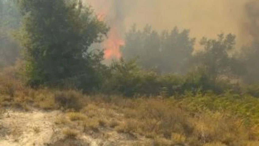 Zjarr në Drenovë të Mallakastrës, flakët përhapen në ullishte 3 zjarr ne drenove te mallakastres flaket perhapen ne ullishte 6a6df9cf6f6fb