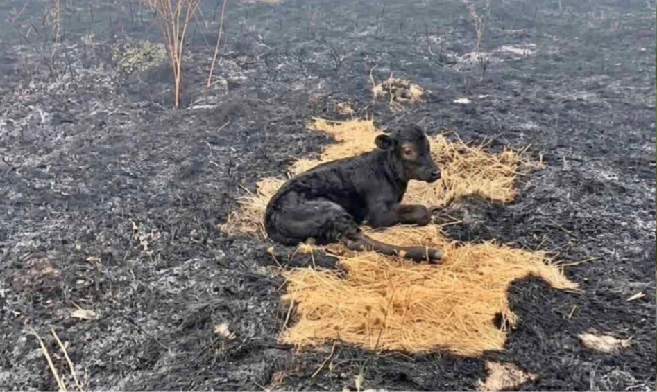 Zjarrfikësit e Shkupit shpëtuan një viç nga zjarri i madh në malin e Kitkës 3 zjarrfikesit e shkupit shpetuan nje vic nga zjarri i madh ne malin e kitkes 6a8c3551cf37c