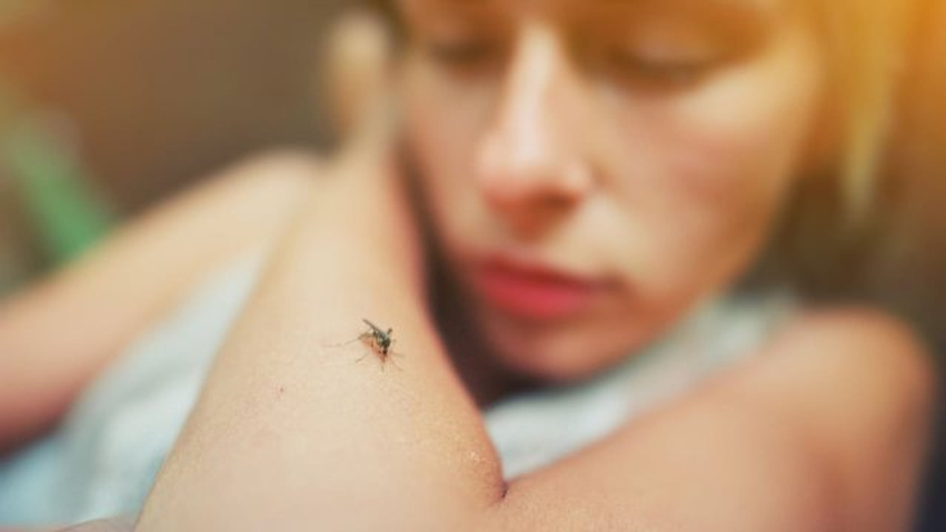alarm ne frankfurt dy te vdekur nga malaria dyshohet se mushkonjat e infektuara jane transportuar permes fluturimeve nga gjermania 6aaad770f0461