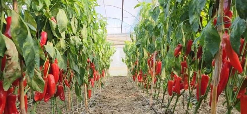 Fermeri nga Fieri prodhon speca të kuq me helme, Kroacia gropos 14.7 tonë 3 fermeri nga fieri prodhon speca te kuq me helme kroacia gropos 14 7 tone 6aa2d1f038064