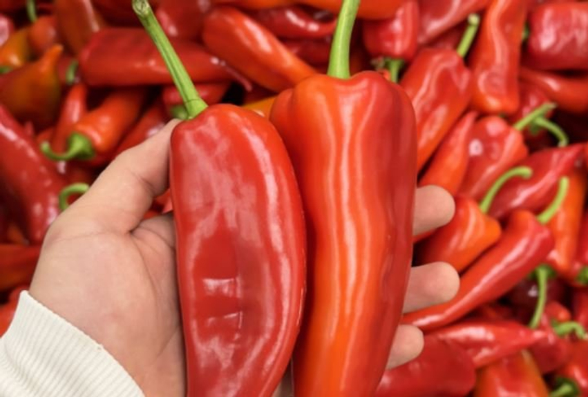 Kroacia asgjëson specat nga Shqipëria për shkak të pesticideve 3 kroacia asgjeson specat nga shqiperia per shkak te pesticideve 6aa30a2fb547e